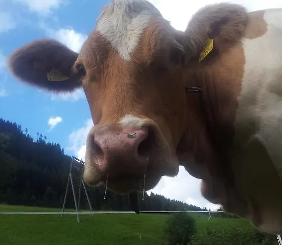 Biobauernhof Lercher