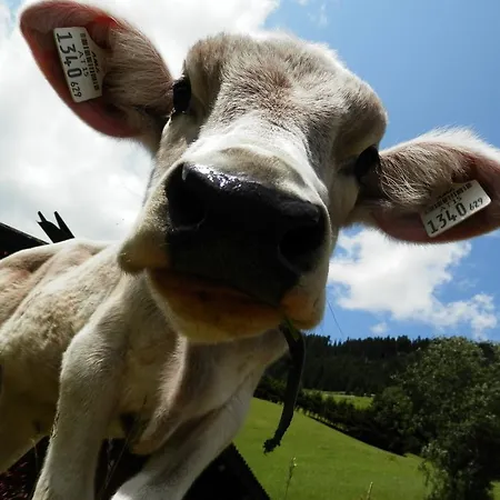 Biobauernhof Lercher * Sankt Jakob in Defereggen