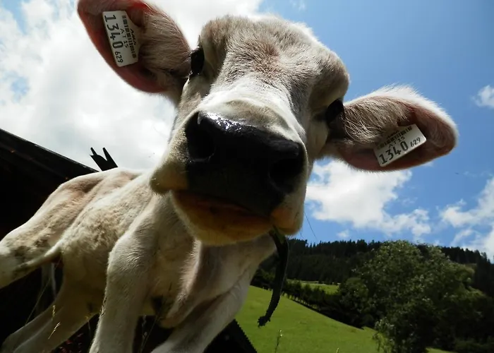 Biobauernhof Lercher * Sankt Jakob in Defereggen